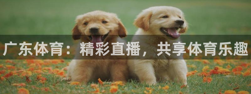 广东体育：精彩直播，共享体育乐趣